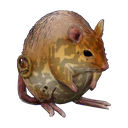 Burrow Rat